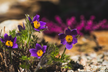 Purple flower in nature, spring flowers, blooming flowers, flora, pulsatilla 