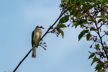 Close-up of a light-vented (Chinese) Bulbuls (Pycnonotus sinensis) sitting in a tree