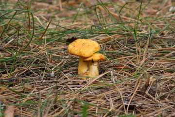 
Mushrooms in the autumn forest