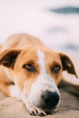 Homeless Red Mixed Breed Dog Resting Outdoor On Sand