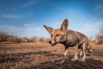 Curious Desert Fox... This Desert fox was so curious to know what's happening behind the camera. She came very close. This shot is taken from Wide Angle lens at 10 to 20 mm.