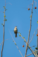Close-up of a light-vented (Chinese) Bulbuls (Pycnonotus sinensis) sitting in a tree