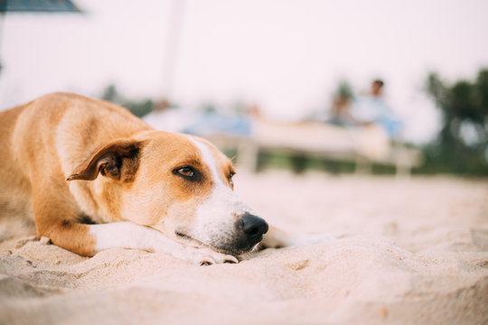 Homeless Red Mixed Breed Dog Resting Outdoor On Sand