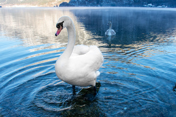 Big white Swan on water lake in Hallstatt, Austria 