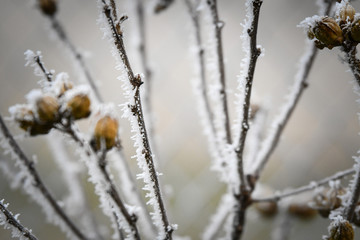 Frozen branches in winter time. This frost make so nice creature.