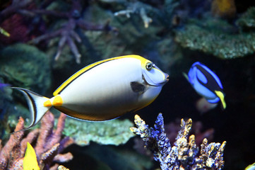 Fototapeta na wymiar サンゴ礁の周りを泳ぎ回るカラフルなミヤコテングハギ（日本の東京池袋サンシャイン水族館）