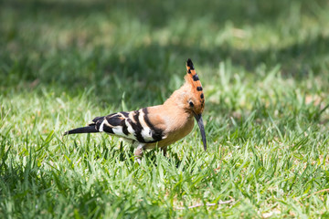 African Hoopoe (Upopa africana) foraging on grass in close up side view