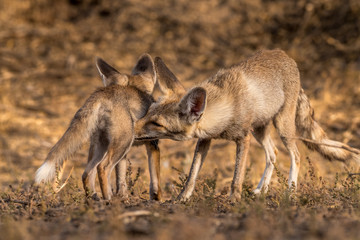 Under Mom's Care!