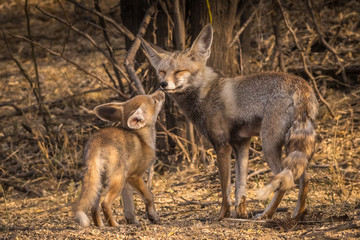 Under Mom's Care!