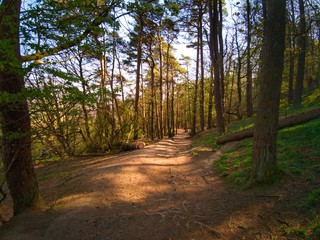 Footpath in deep shadow forest, sunshine over trees in Cave Hill Country Park, Belfast, Northern Ireland 