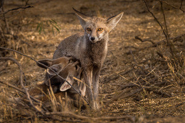 Under Mom's Care!