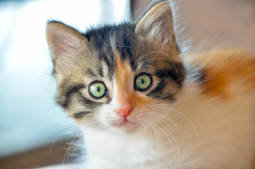 Joli petit chaton tigré