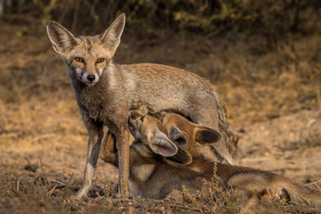 Under Mom's Care!