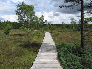 Moorweg Naturschutzgebiet Schwarzes Moor Rhön