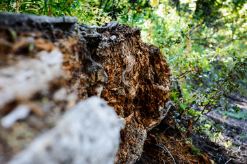 Tree trunk on the ground gnawed by insects on a hot day in Bariloche.