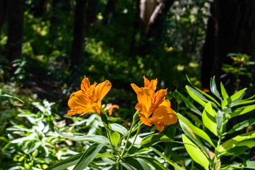 Orange flowers in a forest landscape in Bariloche.