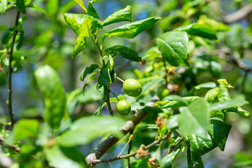 green olives on a branch