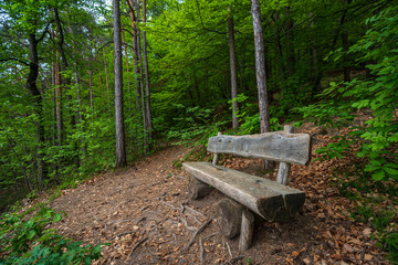 Mountain hiking trail leading through a forest full of fresh spring greenery in Appiano in Italian South Tyrol