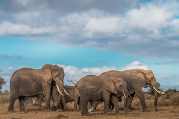 Fototapeta na wymiar The World of Elephants...