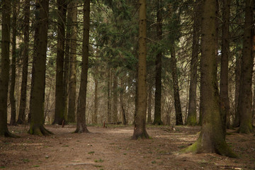 path in the forest
