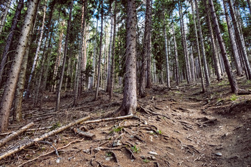 Coniferous forest, Western Tatras, Slovakia, hiking theme