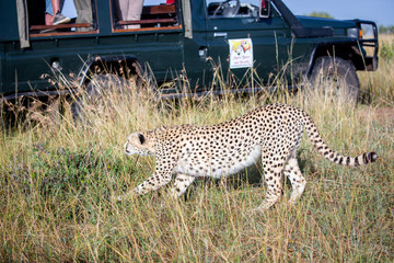 Cheetah relaxing while on Safari in Masai Mara National Park, Kenya, East Africa