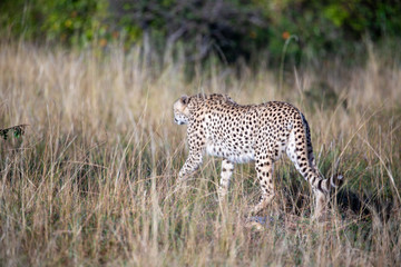 Cheetah relaxing while on Safari in Masai Mara National Park, Kenya, East Africa