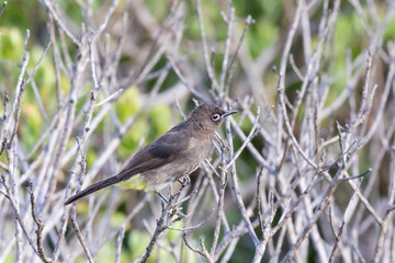 Cape Bulbul (Pycnonotus capensis) perched on bush, Struisbaai,  Western Cape, South Africa