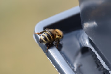 Junge Biene an einer Wasserquelle, trinkend und Wasser sammelnd