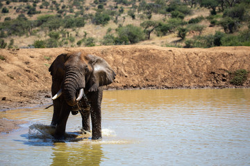 Kenyan Elephant at the watering hole in Africa