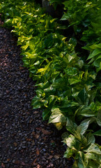 Green leaves of potted plant decorating in the garden