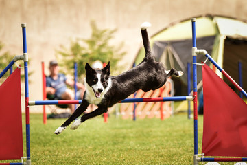 Tricolor border collie in agility tunel on Ratenice competition. Amazing day on czech agility competition in town Ratenice it was competition only for large.