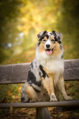Australian shepherd is sitting on bench. It is autumn atmosphere and she is so fluffy.