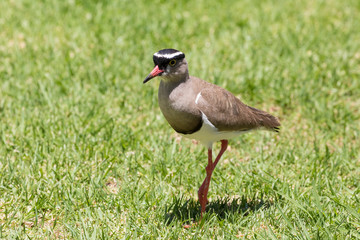Crowned Lapwing or Crowned Plover (Vanellus coronatus) adult foraging on grass