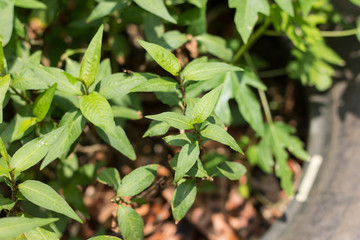 Green lead Persicaria odorata