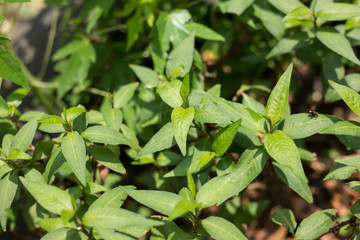 Green lead Persicaria odorata