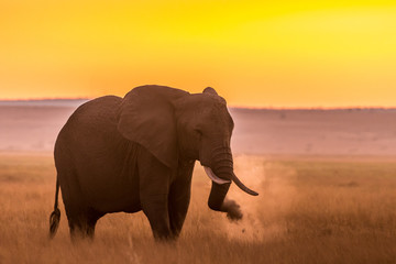 Fototapeta na wymiar Sunset with Elephants in the Wild!