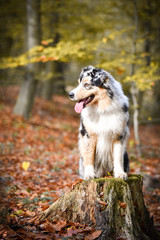 Portrait of Australian shepherd is standing on stump. She is waiting for other order. And she is so cute.