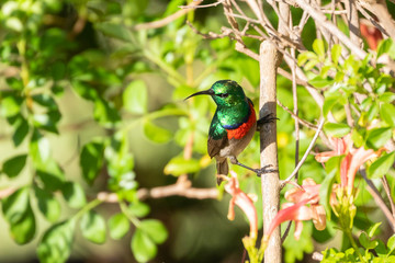 Southern Double-collared Sunbird (Cinnyris chalybeus) breeding male on Cape Honeysuckle (Tecomaria...