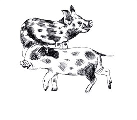 Ink drawing farm piglet sketch 
