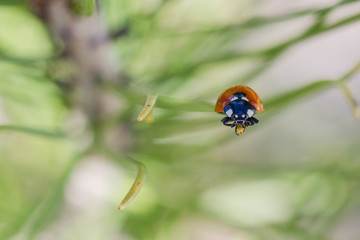 Fototapeta premium Ladybug