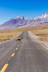Vicuna on the endless roads of the Altiplano in Chile