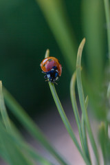 Ladybug