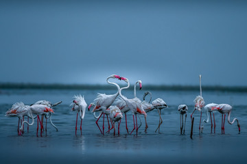 Flamingo Land!