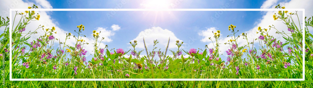 Wall mural spring summer landscape background banner - panorama of beautiful blooming soomer spring meadow, wit