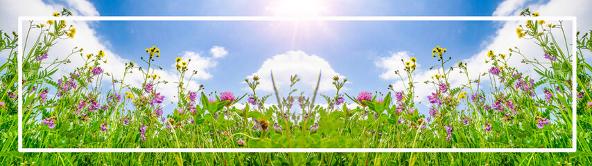 Spring summer landscape background banner - Panorama of beautiful blooming soomer spring meadow, with blue cloudy sky and sunshine, encased by a white frame