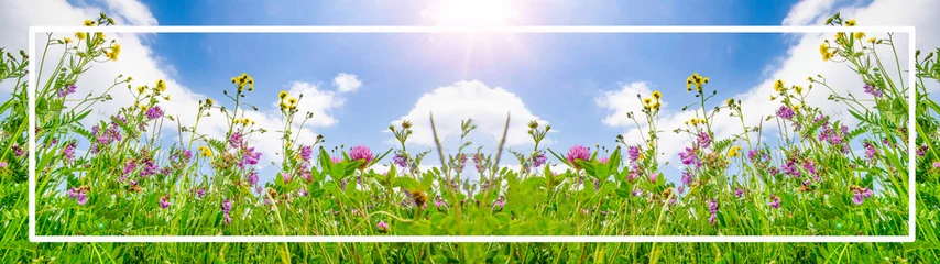 Fototapete Spring summer landscape background banner - Panorama of beautiful blooming soomer spring meadow, with blue cloudy sky and sunshine, encased by a white frame © Corri Seizinger