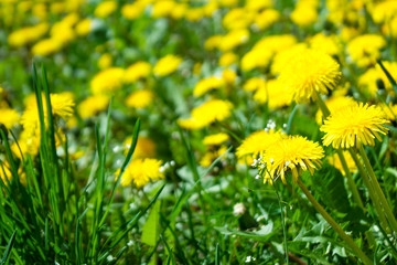 yellow dandelions on green grass background