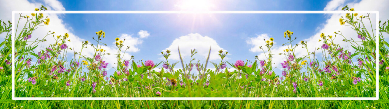 Spring summer landscape background banner - Panorama of beautiful blooming soomer spring meadow, with blue cloudy sky and sunshine, encased by a white frame