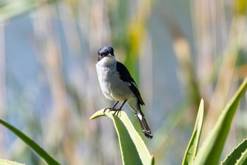Fiscal Flycatcher (Sigelus silens) perched on aloe, Western Cape, South Africa